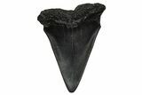 Fossil Broad-Toothed Mako Tooth - South Carolina #374784-1